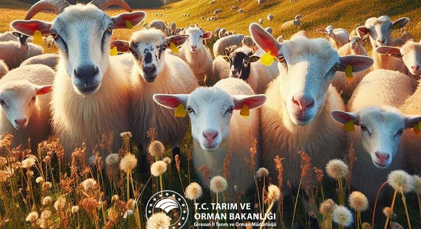 Giresun’da 7 milyonluk kuzu-oğlak desteği!