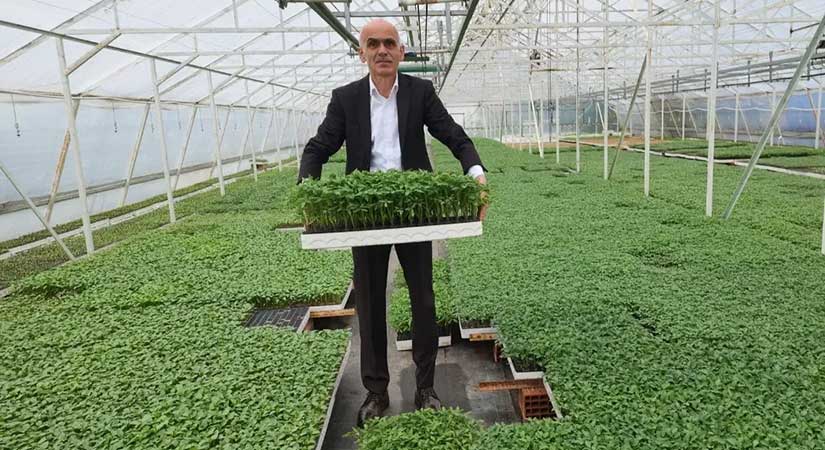 Giresun Ziraat Odası’ndan ucuz ve güvenilir fide satışı