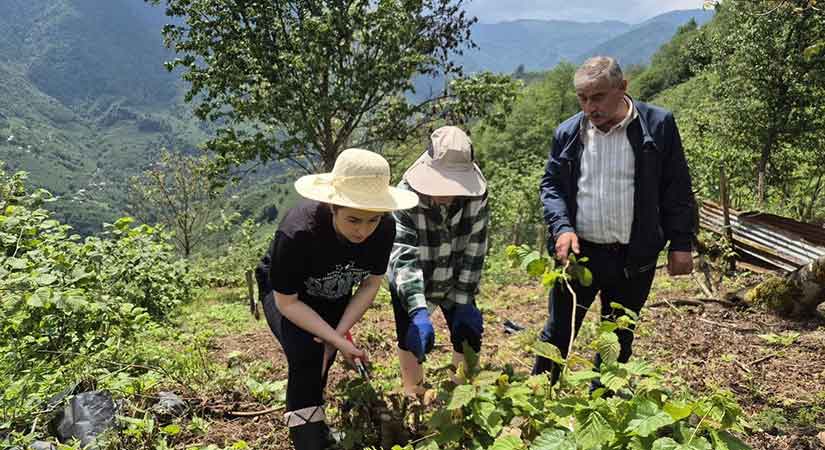 Giresun Tombul fındığına dört dörtlük destek