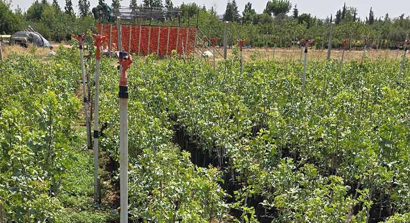 Giresun’da Antep fıstığı atağı