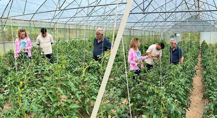 Giresun’da kalıntısız domates üretimine devam!