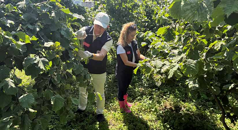 Samuray arıları kahverengi kokarcaya karşı görevde