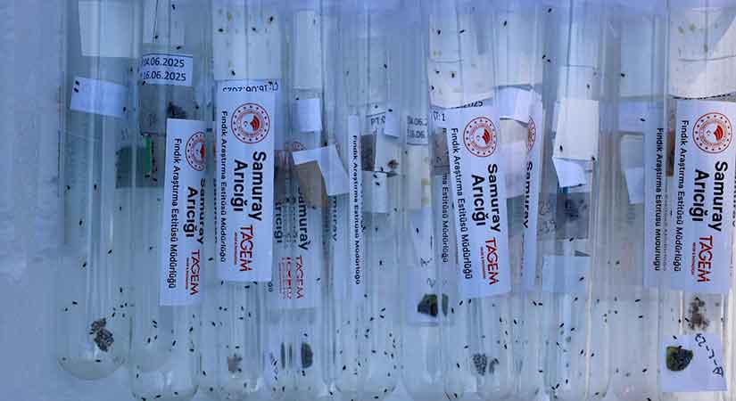 İstilacı Kokarcaya biyolojik müdahale başladı