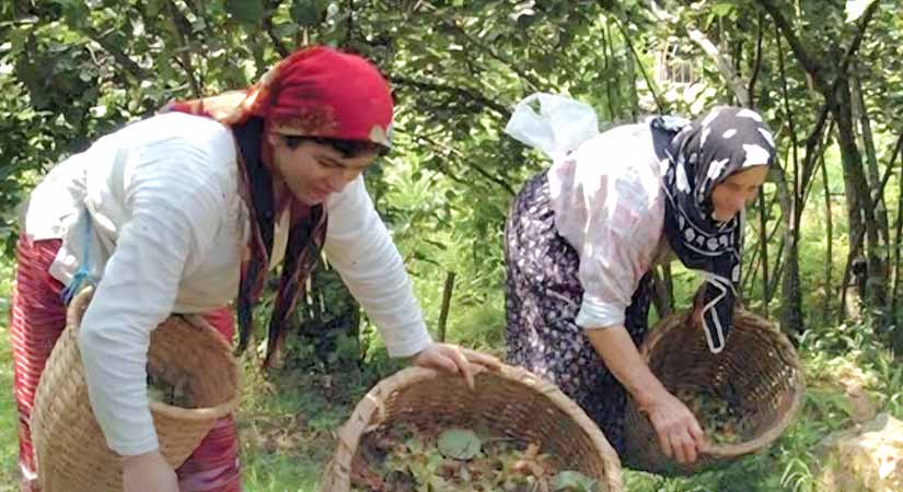 Fındıkta hasat takvimi belli oldu