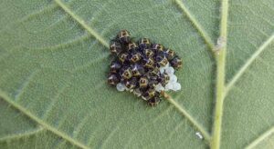 Kahverengi Kokarca fındığı tehdit ediyor