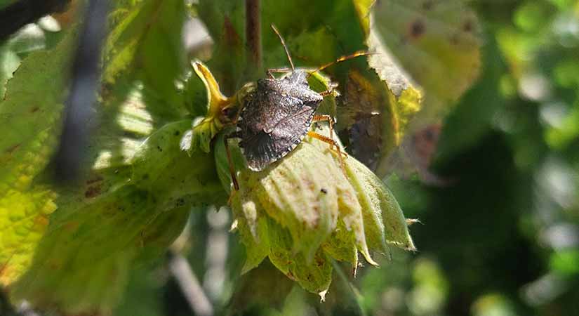 Fındıkta “Kokarca” kabusu büyüyor!