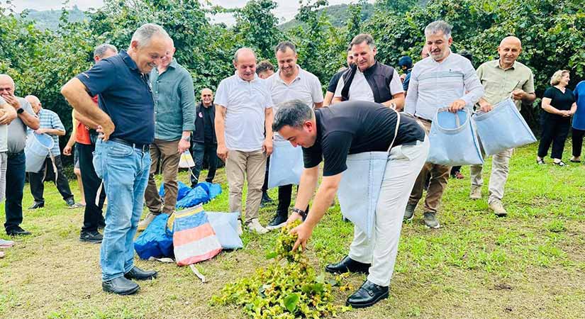 Espiye’de fındık hasat etkinliği