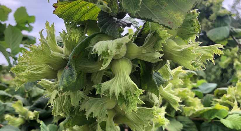 Fındıkta Destek Ödemelerinde Mağduriyet Tepkisi