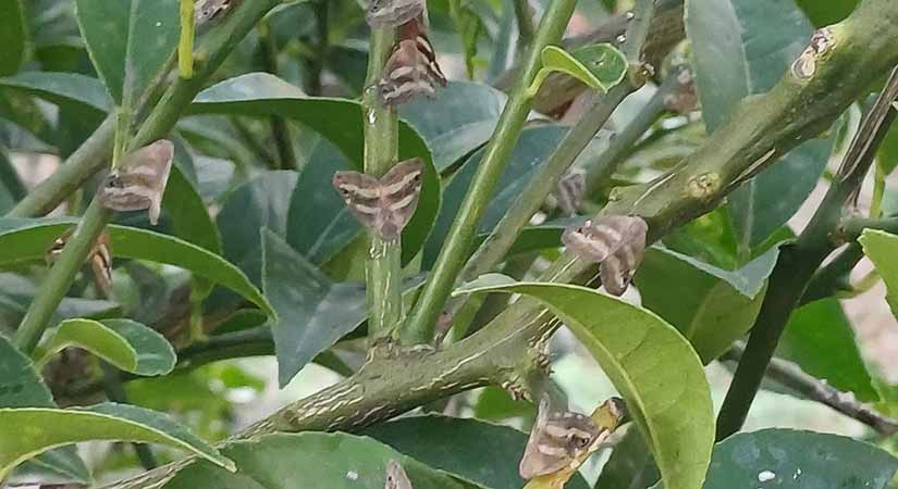 Giresun’da tarımı ve evleri tehdit ediyor