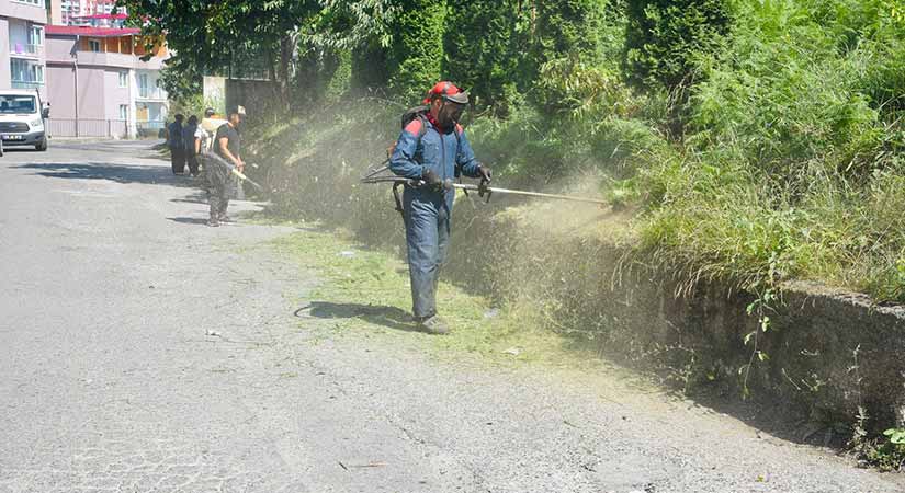 Giresun’da yabani ot mesaisi hızlandı