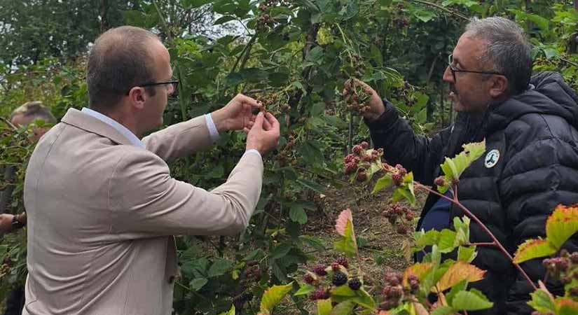 Yavuzkemal’de Böğürtlen ve Ahududu üretimi