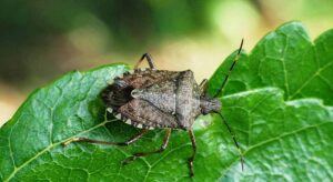 Mantar yöntemi umut oldu: Kokarcaya biyolojik darbe