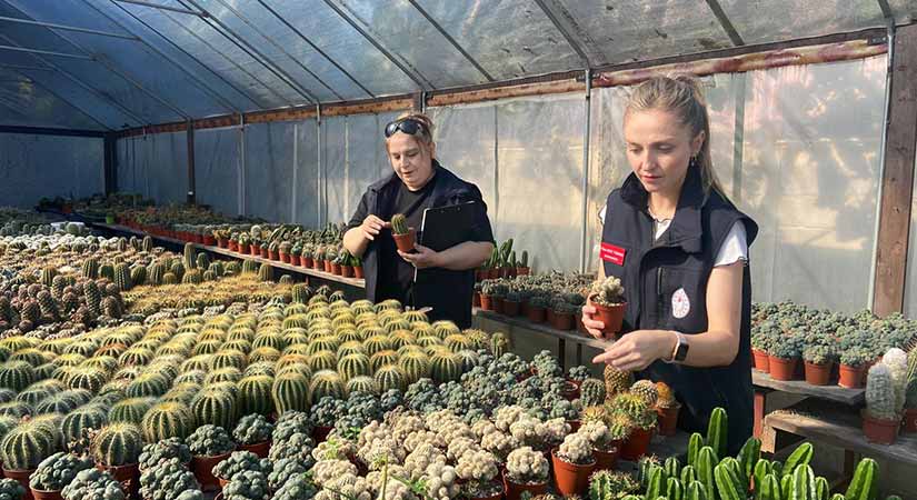 Giresun’da 3 bin 500 bitki kontrol edildi