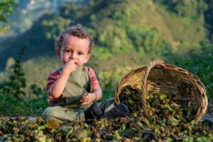 Türkiye’de 2026 sezonu fındık rekoltesi açıklandı