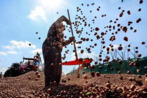 Soydan’dan Sencer Solakoğlu’na sert yanıt: Fındığı üreten bilir