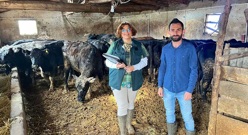 Şebinkarahisar’da Angus düve teslimleri başladı