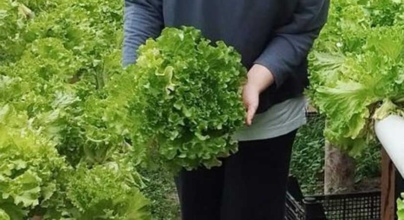 Genç girişimci Burcu Otağ’dan topraksız marul üretimi