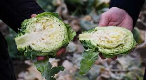 Alucra Kelem Pancarına coğrafi işaret hazırlığı başladı