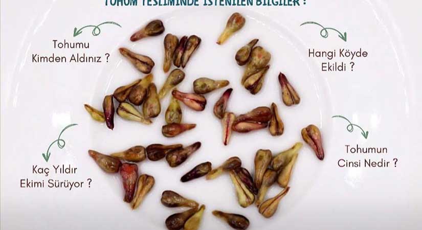 Kent Konseyi Kadın Meclisinden Atalık Tohum etkinliği