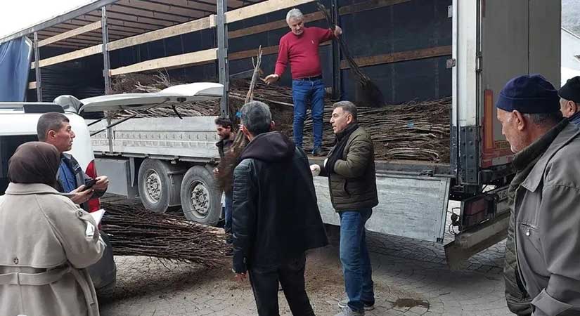 Giresun’da çiftçiye ceviz ve badem fidanı dağıtıldı