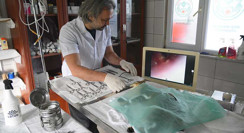 Giresun Belediyesi barınağına Endoskopi cihazı