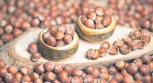 Giresun fındığında fiyatlar paraşütsüz düştü