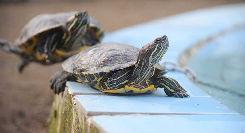 Hayvanat Bahçesi çocuklarla şenlendi