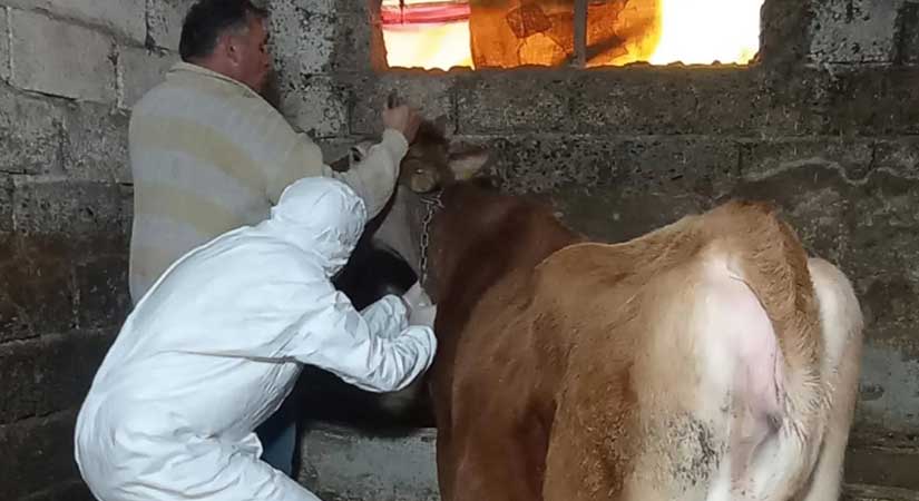 Keşap Karabulduk’ta veteriner ekipler sahada