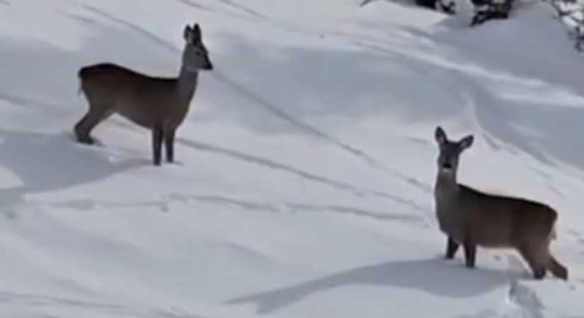 Kulakkaya Yaylası’nda Karacalar görüntülendi