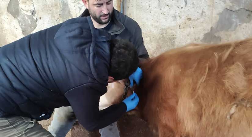 Hayvancılık işletmelerinde sağlık taraması sürüyor