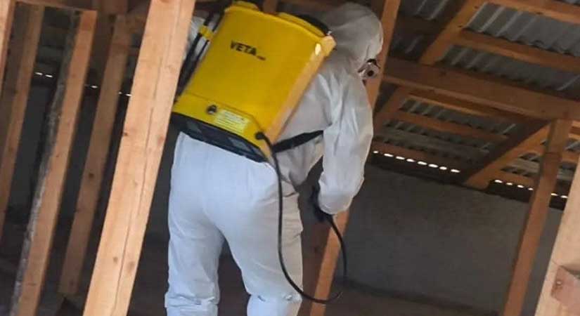 Görele’de Kahverengi Kokarca alarmı