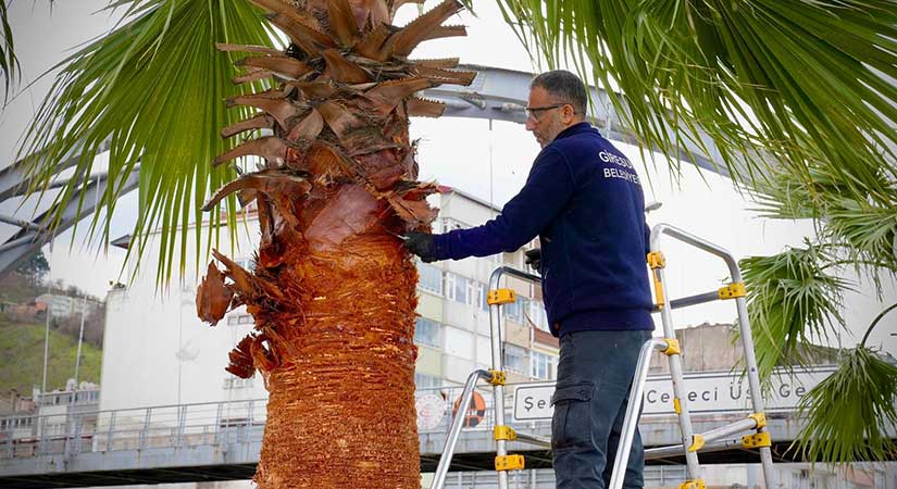 Bulancak Durağı’nda Palmiye bakımı