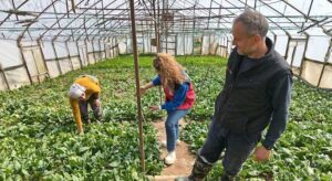 Giresun’da tarladan sofraya denetimler hızlandı