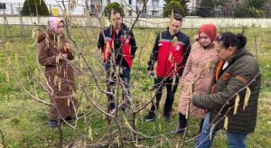 Fındıkta yeni terbiye yöntemi sahada tanıtıldı