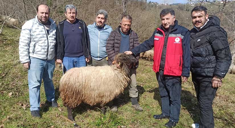 Giresun’da Çepni Koyunu İçin Koruma Projesi Yürütülüyor