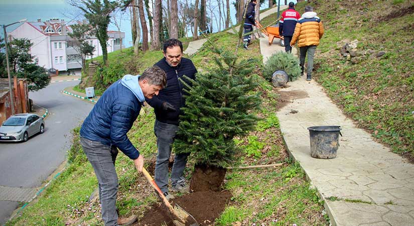 Çam, Ihlamur ve Pavlonya dikiliyor