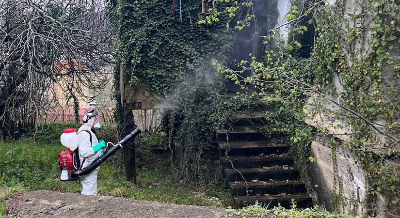 Giresun’da kokarca ile sahada yoğun çalışma
