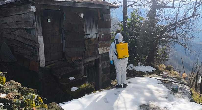 Giresun’da kahverengi kokarca ile mücadele hızlandı