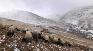 Eynesilli yaylacılar “300 yıllık hak gasp ediliyor”