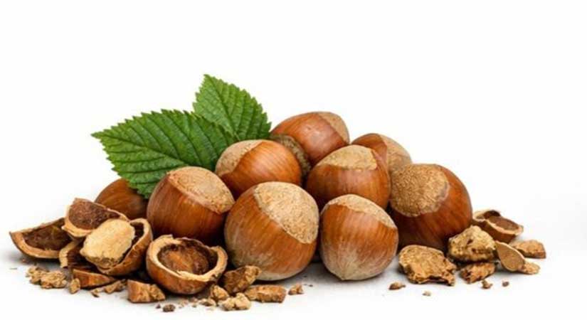 Fındık atığından geliştirilen buluşa patent tescili alındı