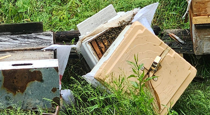 Giresun’da 15 petek parçalandı