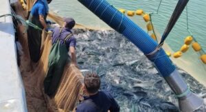 Giresun’da 11 bin ton üretim yapılıyor