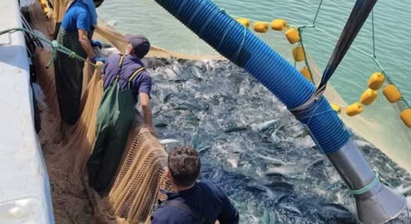 Giresun’da 11 bin ton üretim yapılıyor