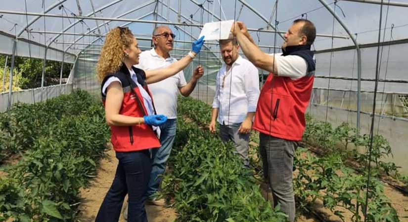 Domates güvesine feromon tuzağı kuruldu