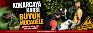Samuray arısı için sahaya indiler