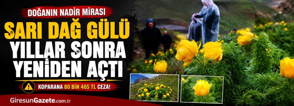 Sarı Dağ Gülü yıllar sonra yeniden açtı