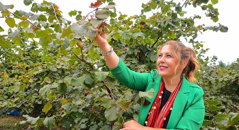 Gezmiş: Fındıkta emek yine karşılıksız kaldı
