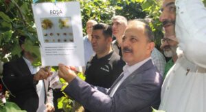 En verimli fındık çeşidi belli oldu