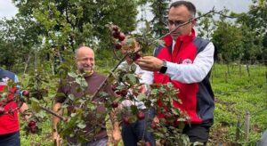 Giresun’da fındık rekoltesi sahada belirleniyor