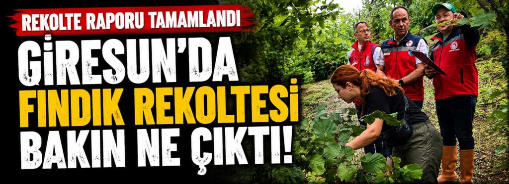 Giresun’da fındık rekoltesi bakın ne çıktı!